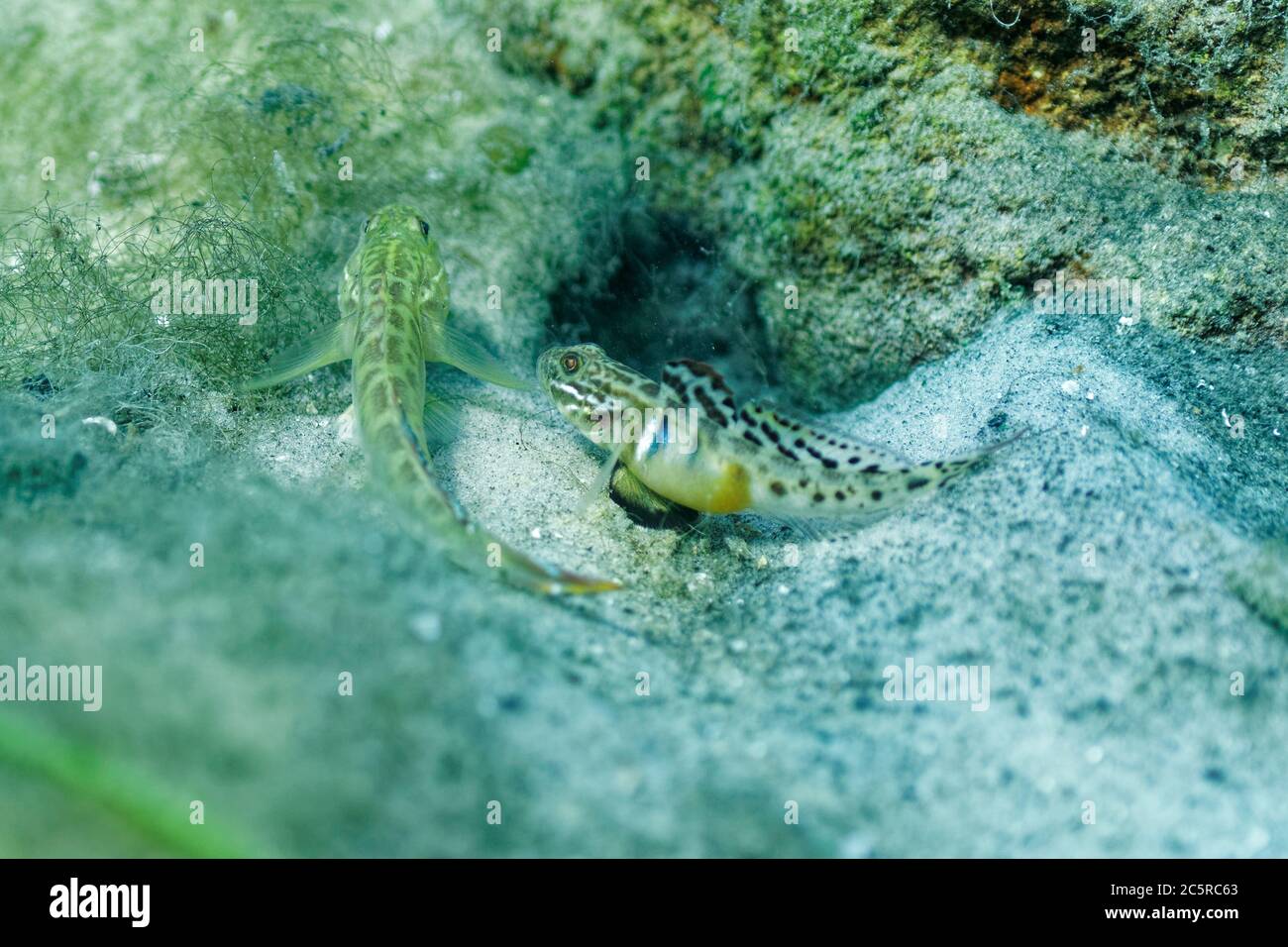 Ein kleiner, farbenprächtiger grüner Fischfischer (Gobioidei) ruht außerhalb seines Baus auf dem sandigen Boden einer zentralen Quelle in Florida. Stockfoto