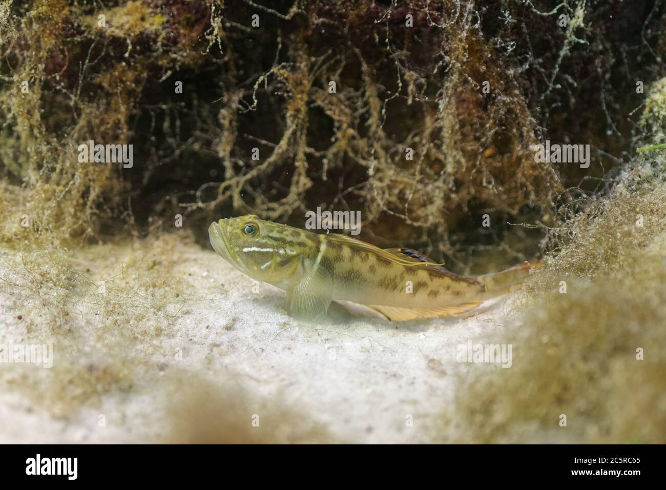 Ein kleiner, grüner Fischfischer (Gobioidei) ruht außerhalb seines Baus auf dem sandigen Boden einer zentralen Quelle Floridas. Stockfoto