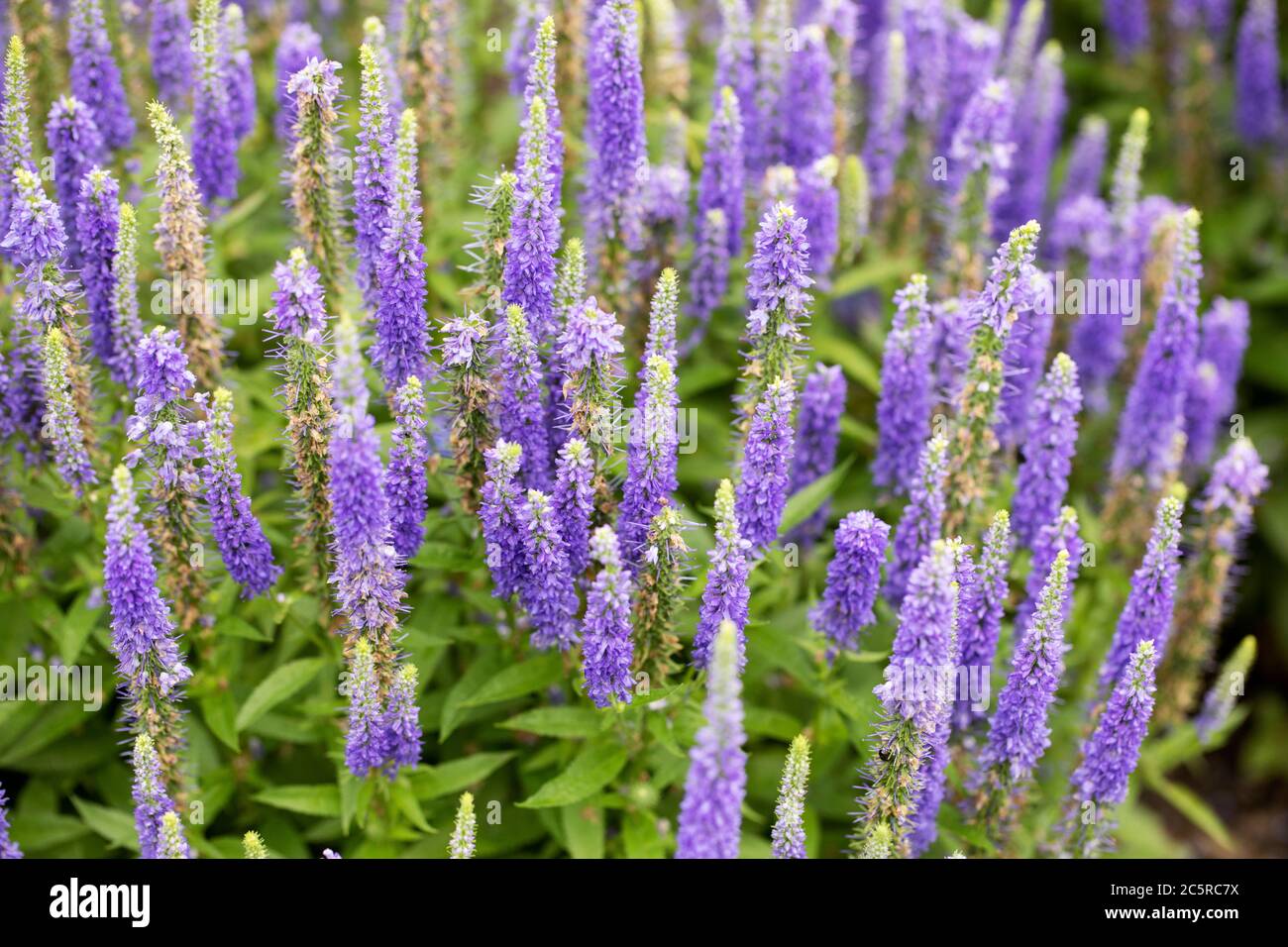 Spiked Speedwell (Veronica spicata) in Vielfalt Königliche Kerzen mit blauen Blumen. Ein in Eurasien heimischer Bodenschutz und ein Mitglied der Familie Plantaginaceae. Stockfoto