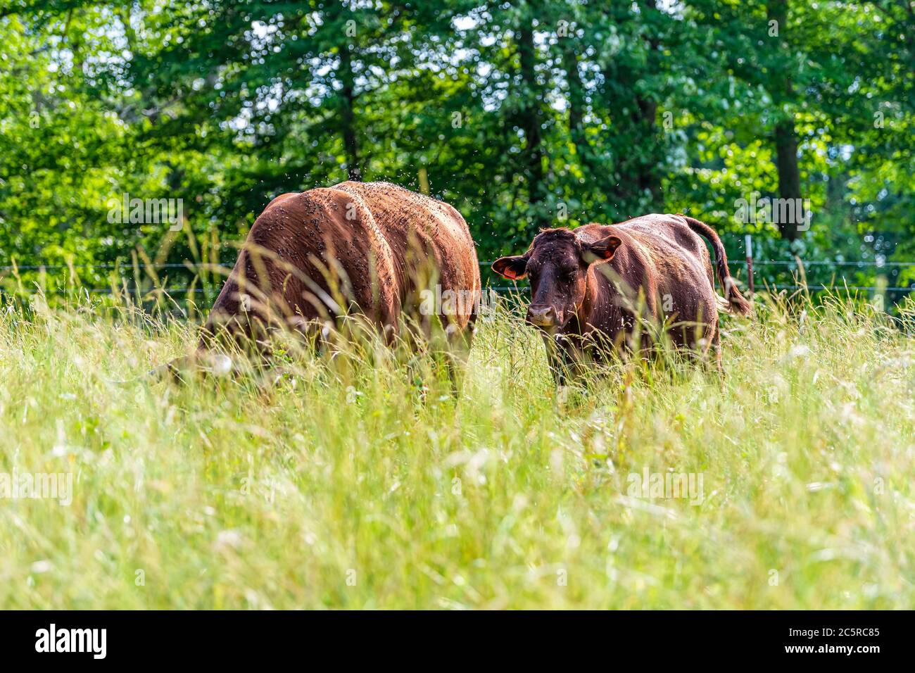 Zwei Kühe in grünen Tennessee Farm Feld grasen auf Gras und viele Fliegen um und Bäume Hintergrund flache Tiefe des Feldes Vordergrund Stockfoto