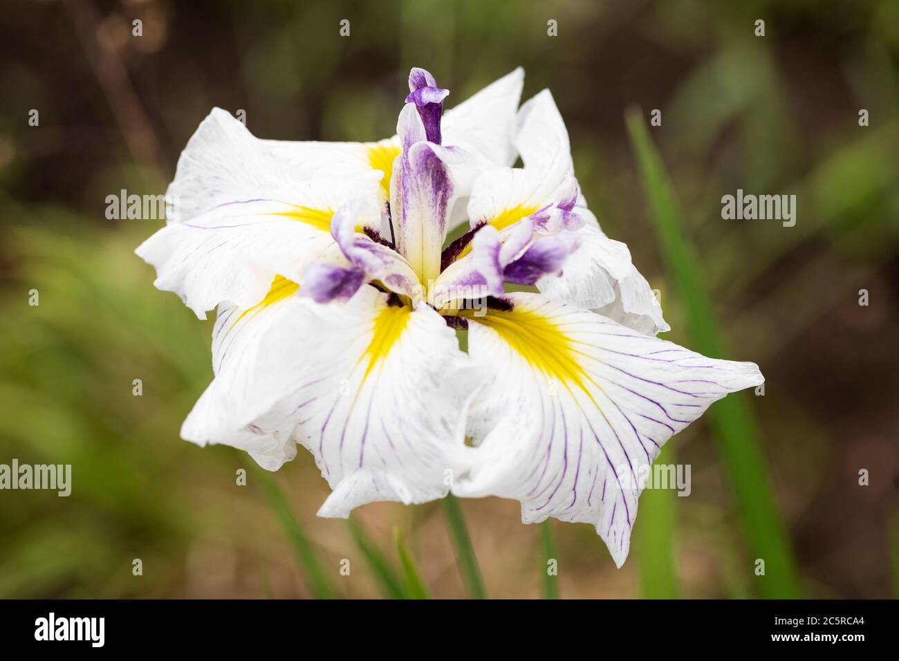 Caprician Butterfly Japanische Iris (Iris ensata) mit einer schönen weißen, lila und gelben Blüte. Stockfoto