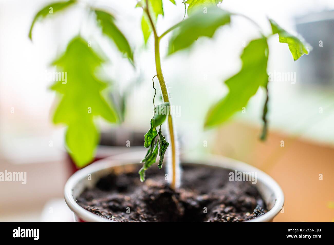 Nahaufnahme Makro von grünen kleinen wispy Blätter Tomatenpflanze Sämling in Container wächst drinnen im Boden im Frühjahr mit Textur und Krankheit verwelkt Zweig Stockfoto