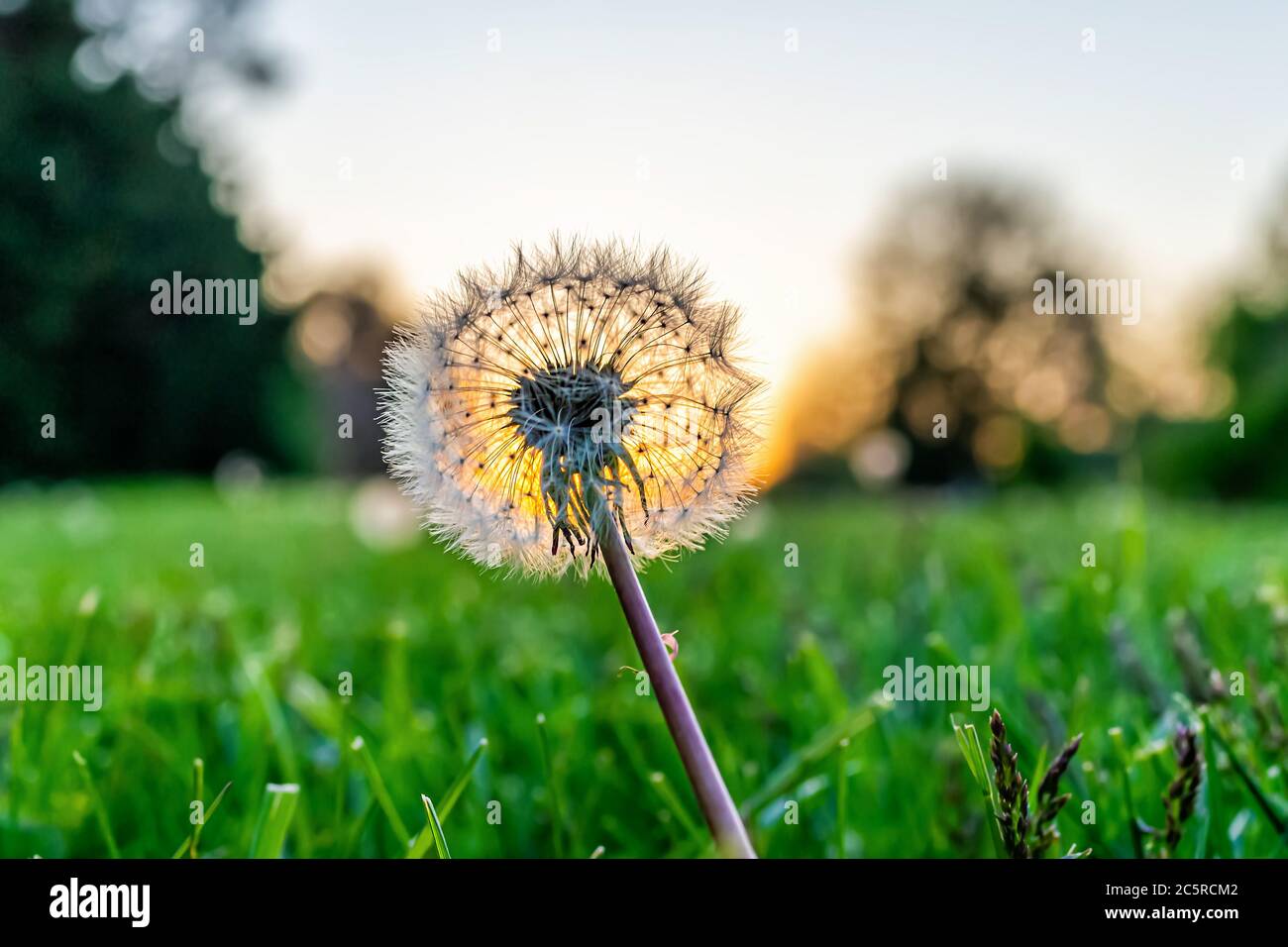 Ebenerdig Nahaufnahme Makro Ansicht von einem einzigen flauschigen Löwenzahn Samen auf Vorder-oder Hinterhof Rasen Gras im Frühjahr mit Hintergrundbeleuchtung von Sonne Sonnenuntergang und Himmel Stockfoto