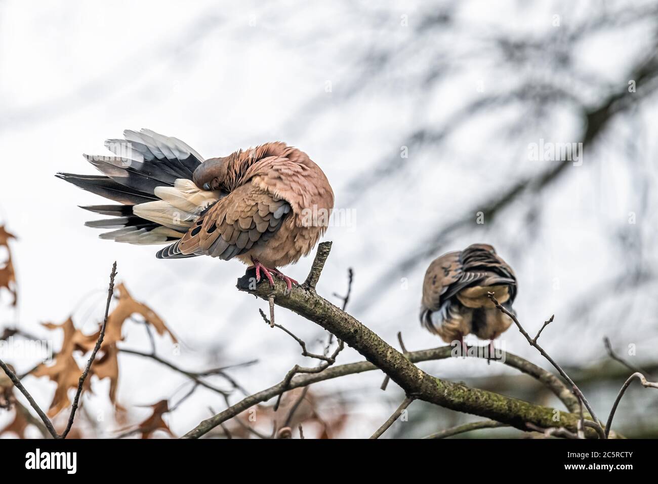 Trauertaube zwei Vögel sitzen sitzend Gefieder auf Flügel Reinigung Federn aufgeblasen auf Eichenbaum Zweig preening während Winter Nahaufnahme in Virginia Stockfoto