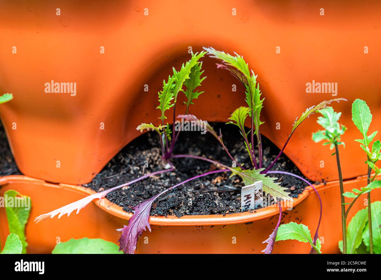 Nahaufnahme von lila rosa mizuna Erbstück japanischen Grüns Salat Pflanzen in orange Garten vertikale Container Oberfläche Tasche mit Boden Makro-Textur in spri Stockfoto