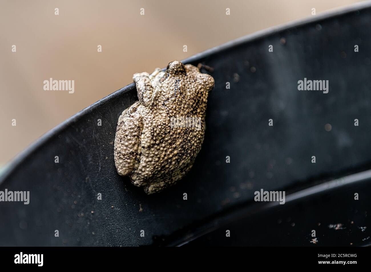 Makro Nahaufnahme der Haut eines grauen Baumfrosch Frosch Frosch hyla versicolor auf dem Rand des schwarzen Eimer Container zeigt Textur der Rückseite Stockfoto