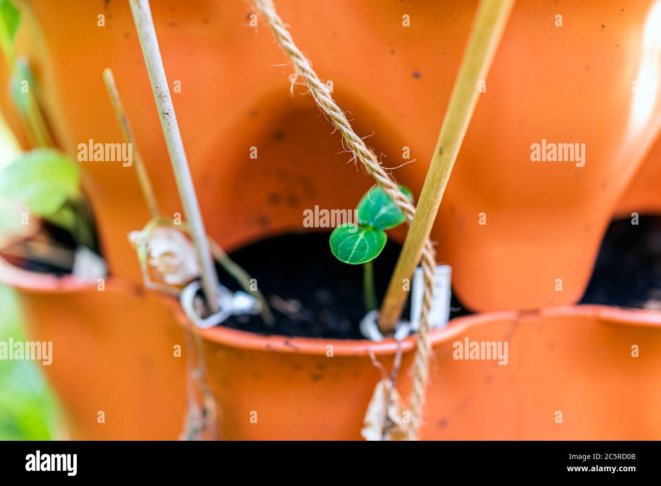 Nahaufnahme von grünen kleinen Gurken Sprossen in orange Garten vertikale Container-Oberfläche Tasche mit Erde im Frühjahr oder Sommer und Bambus-Pfähle und Garn fo Stockfoto