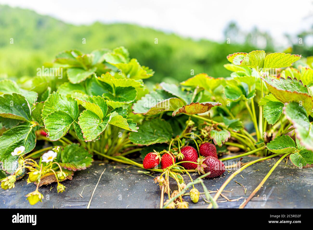 Makro Nahaufnahme von reifen roten Erdbeeren Beeren reifen auf Weinrebe mit Hintergrund der Berge in Virginia in Farm Garten für die Ernte Obst auf der Spitze des sh Stockfoto