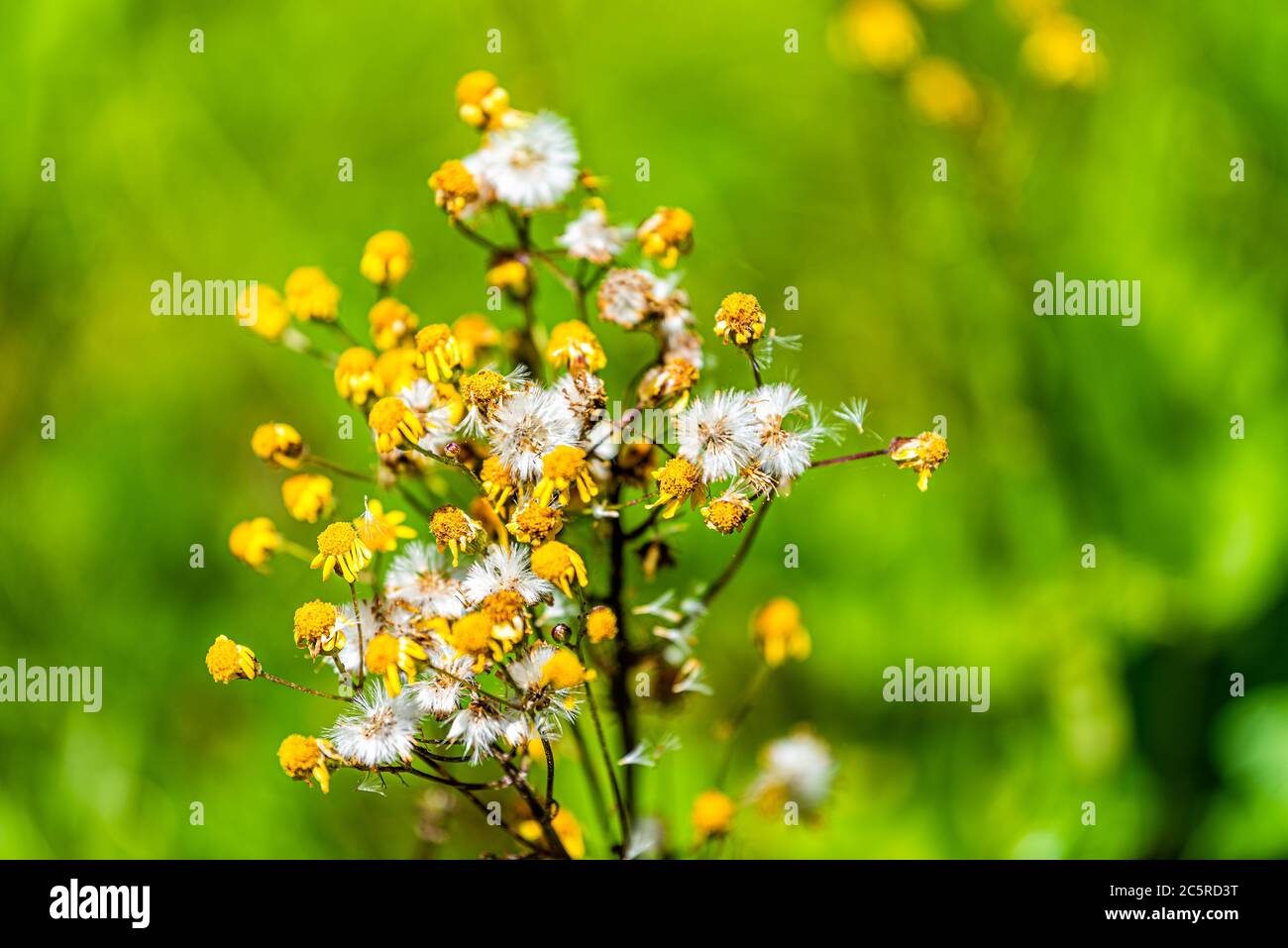 Nahaufnahme Makro von weißen gelb-goldenen Ragwürzewildblumen in Geschichte des Waldes Naturlehrpfad in Shenandoah Blue Ridge appalachen Berge mit Bokeh Stockfoto