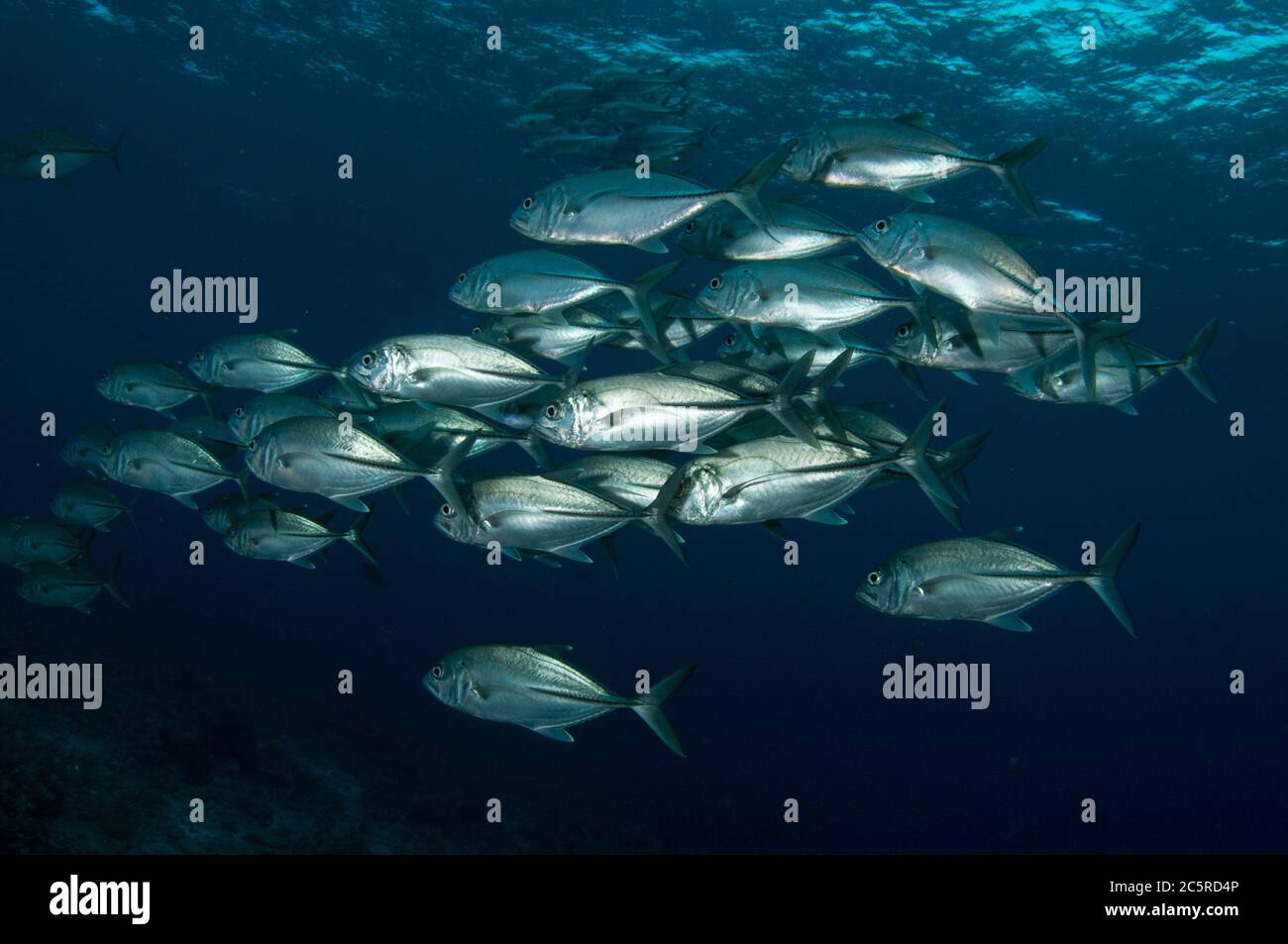 Schule von Bigeye Trevally, Caranx sexfasciatus, Karang Bayangen Tauchplatz, Warakaraket, Misool Island, Raja Ampat, Indonesien Stockfoto