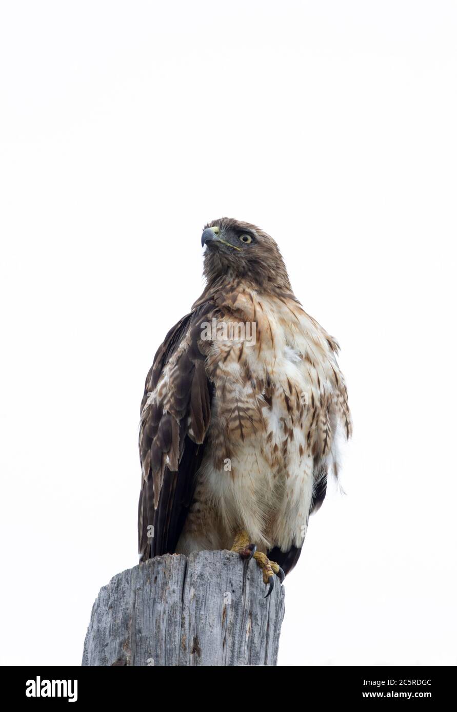 Red Tailed Hawk thront auf einem Pol Stockfoto
