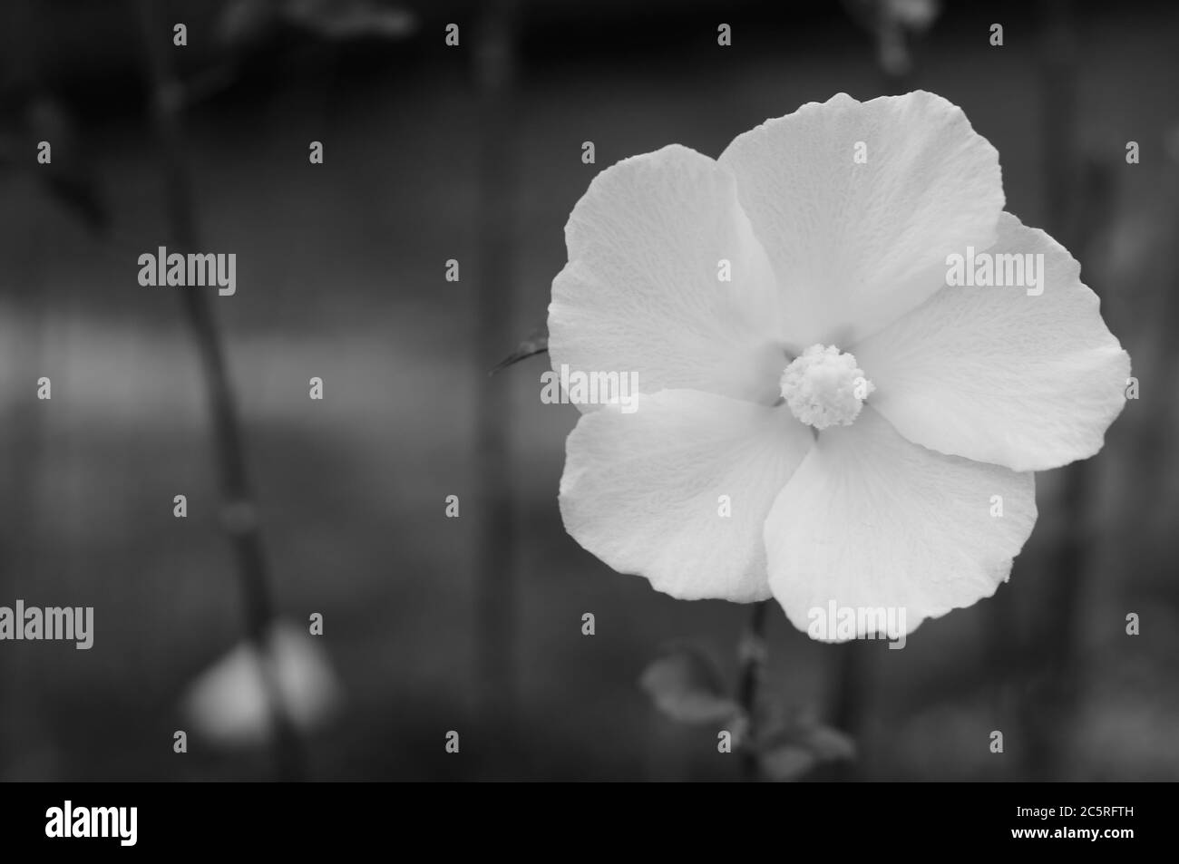 Ein Nahaufnahme-Foto eines attraktiven weißen Hibiskus (in Schwarzweiß) Stockfoto