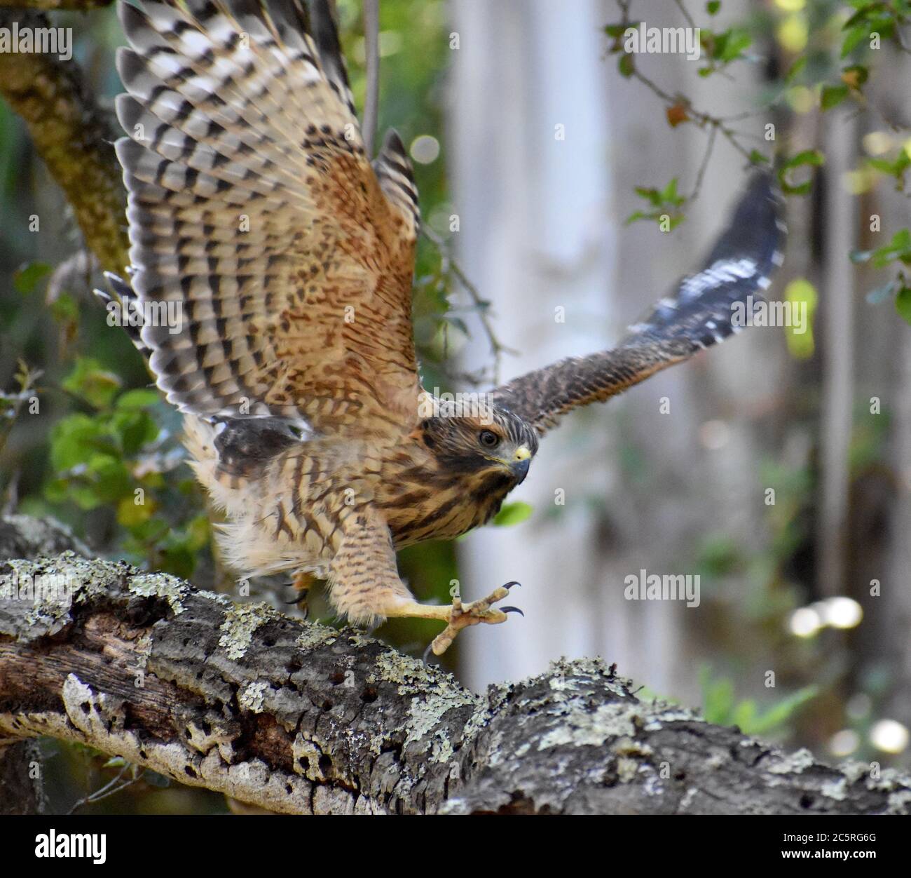 Ein Rotschwanzhawk (Buteo jamaicensis) fliegt von einem Zweig über den Pinto Lake in Kalifornien. Stockfoto