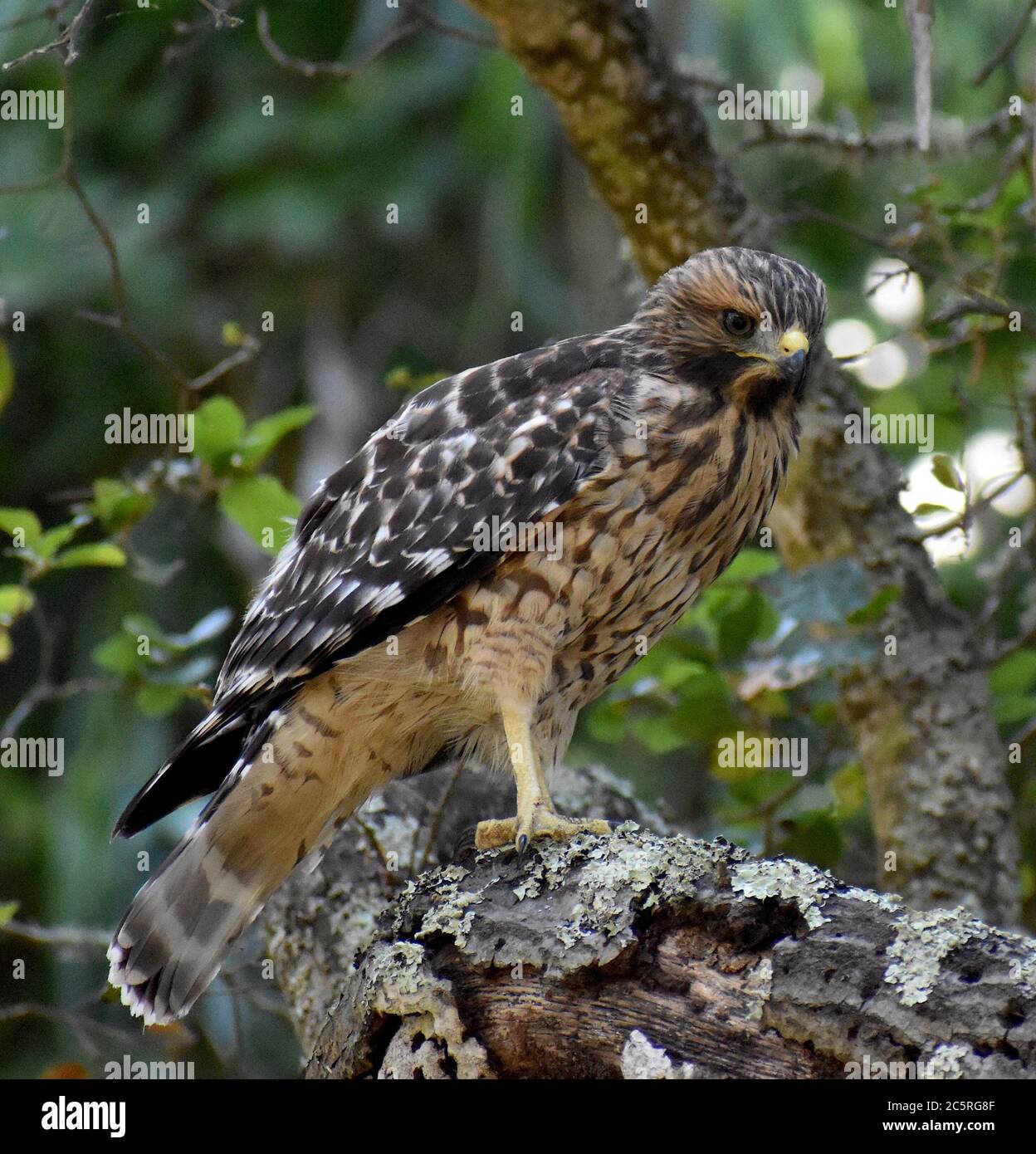 Ein juveniler Rotschulter-Falke (Buteo lineatus Unterart elegans), der auf einem Baumzweig über dem Pinto Lake in Watsonville, Kalifornien, thront. Stockfoto