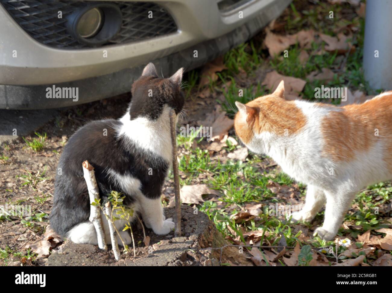 Zwei freundliche Katzen hängen zusammen Stockfoto