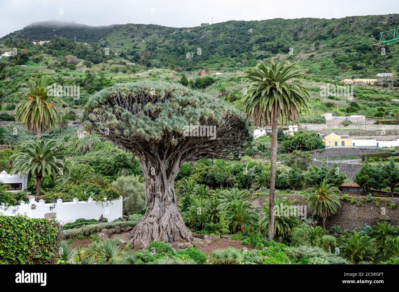 Tausendjhriger Drachenbaum in Icod de los Vinos. Teneriffa Spanien  Stockfotografie - Alamy
