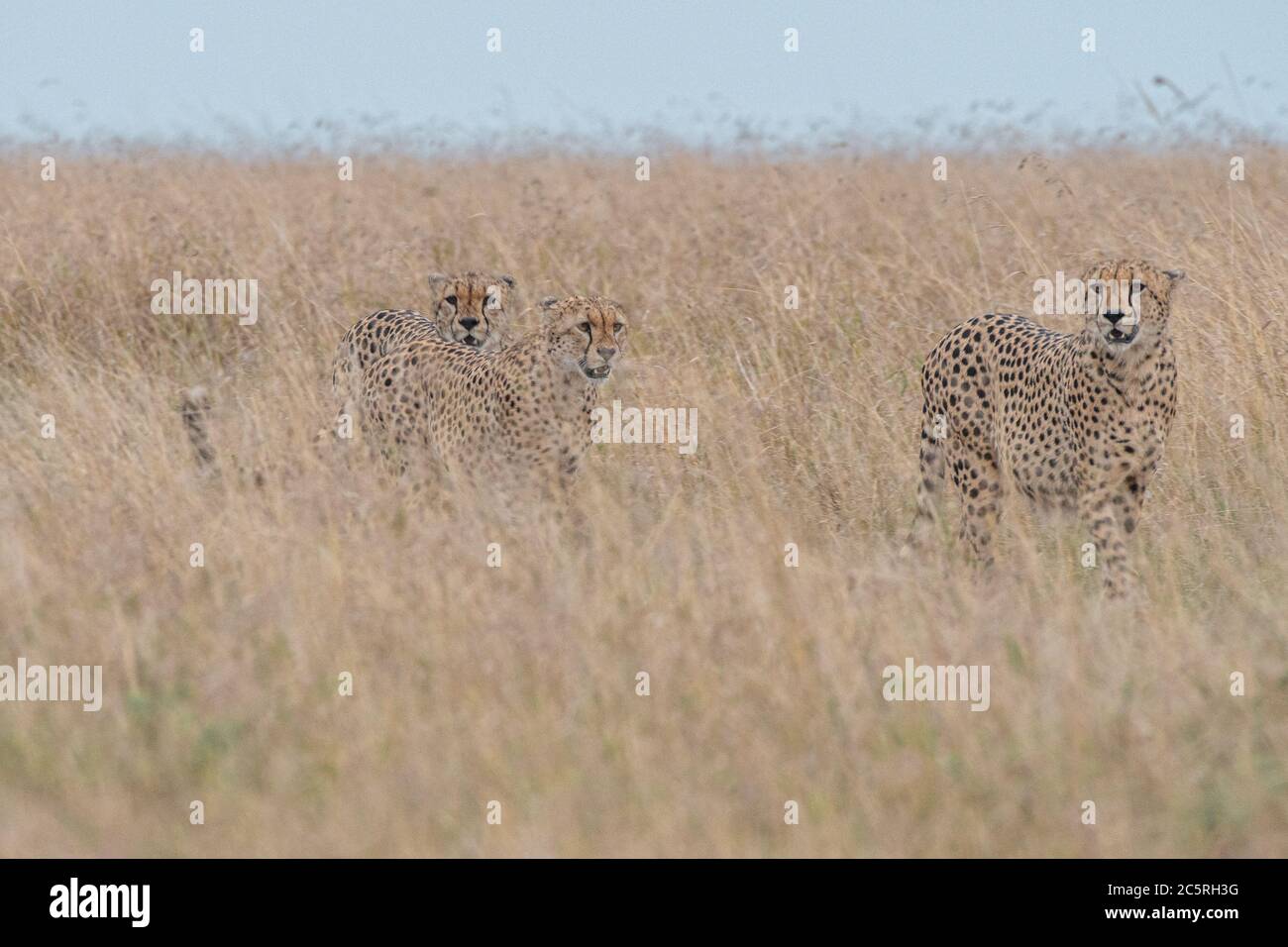 Die Bande der Geparden in Masai Mara, Kenia. Stockfoto