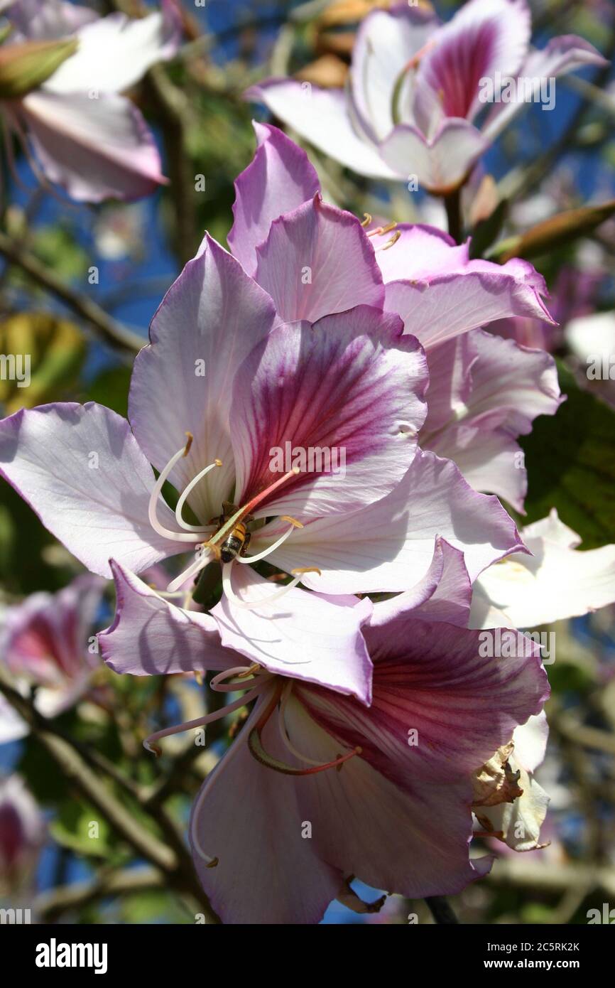 NAHAUFNAHME DER BLUMEN DES SCHÖNEN BAUHINIA-BAUMES, AUSTRALIEN. Stockfoto