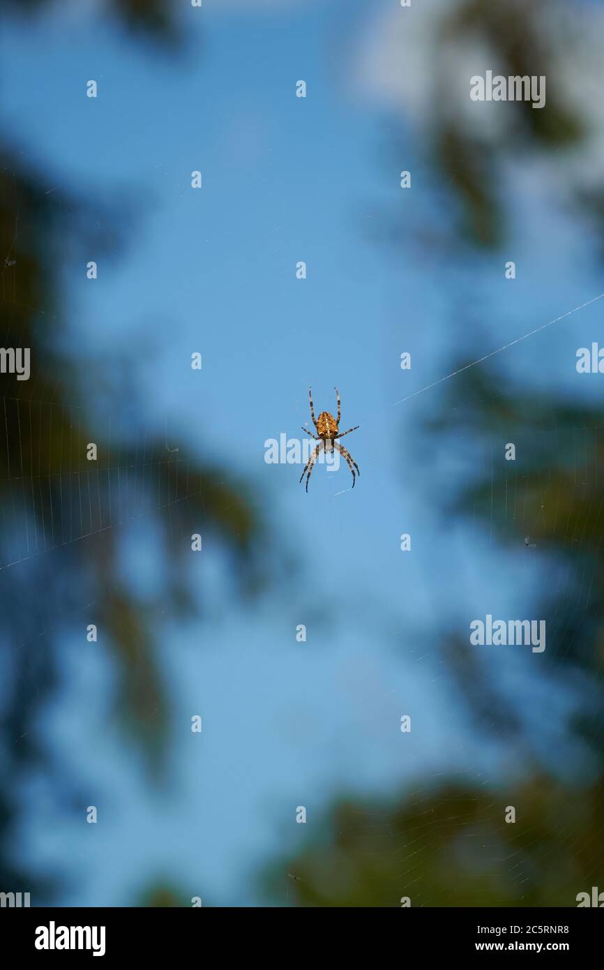 Überqueren Sie die Spinne im Netz Stockfoto