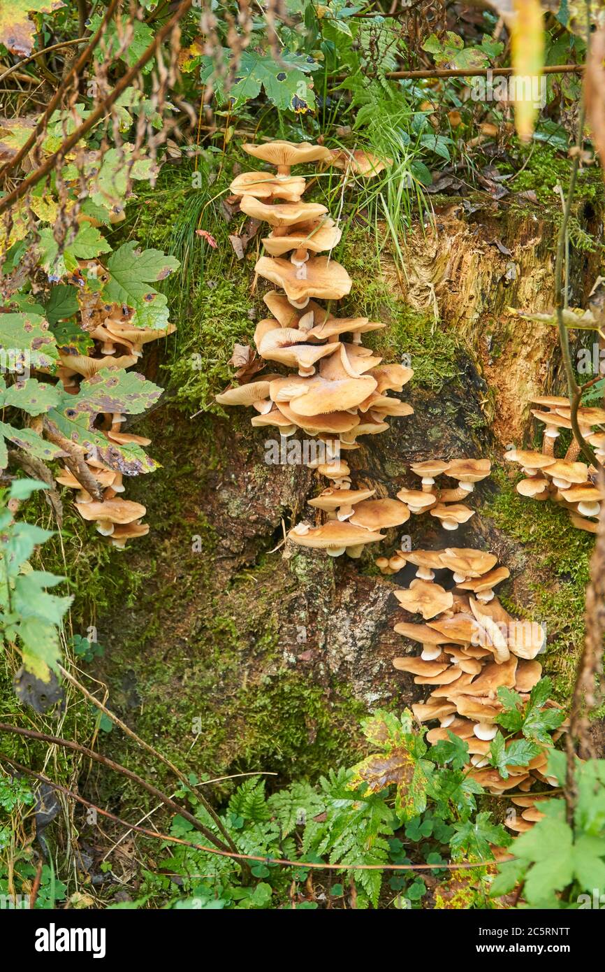 Baum mit Pilzen bedeckt Stockfoto