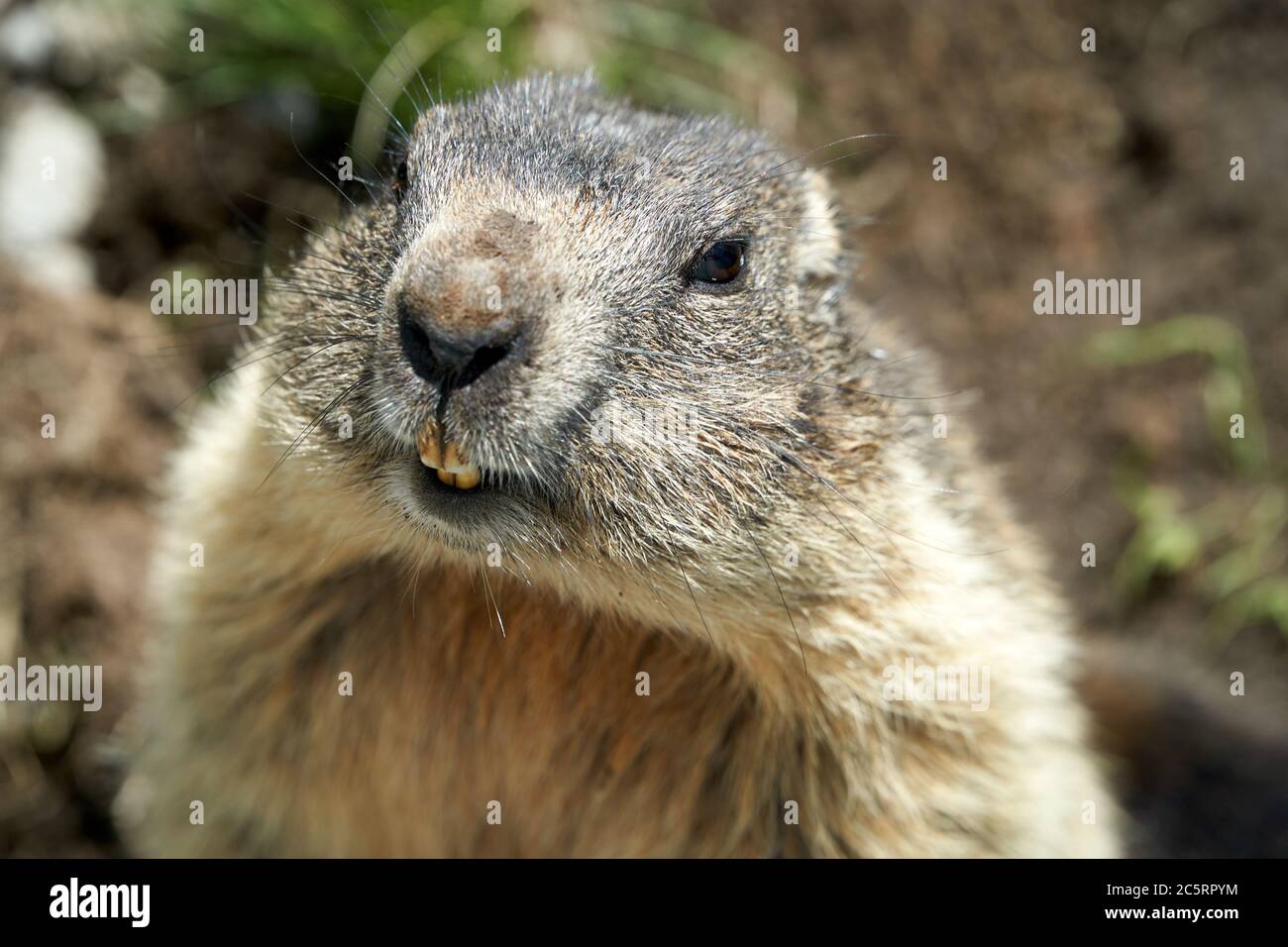 Marmot Head Stockfoto
