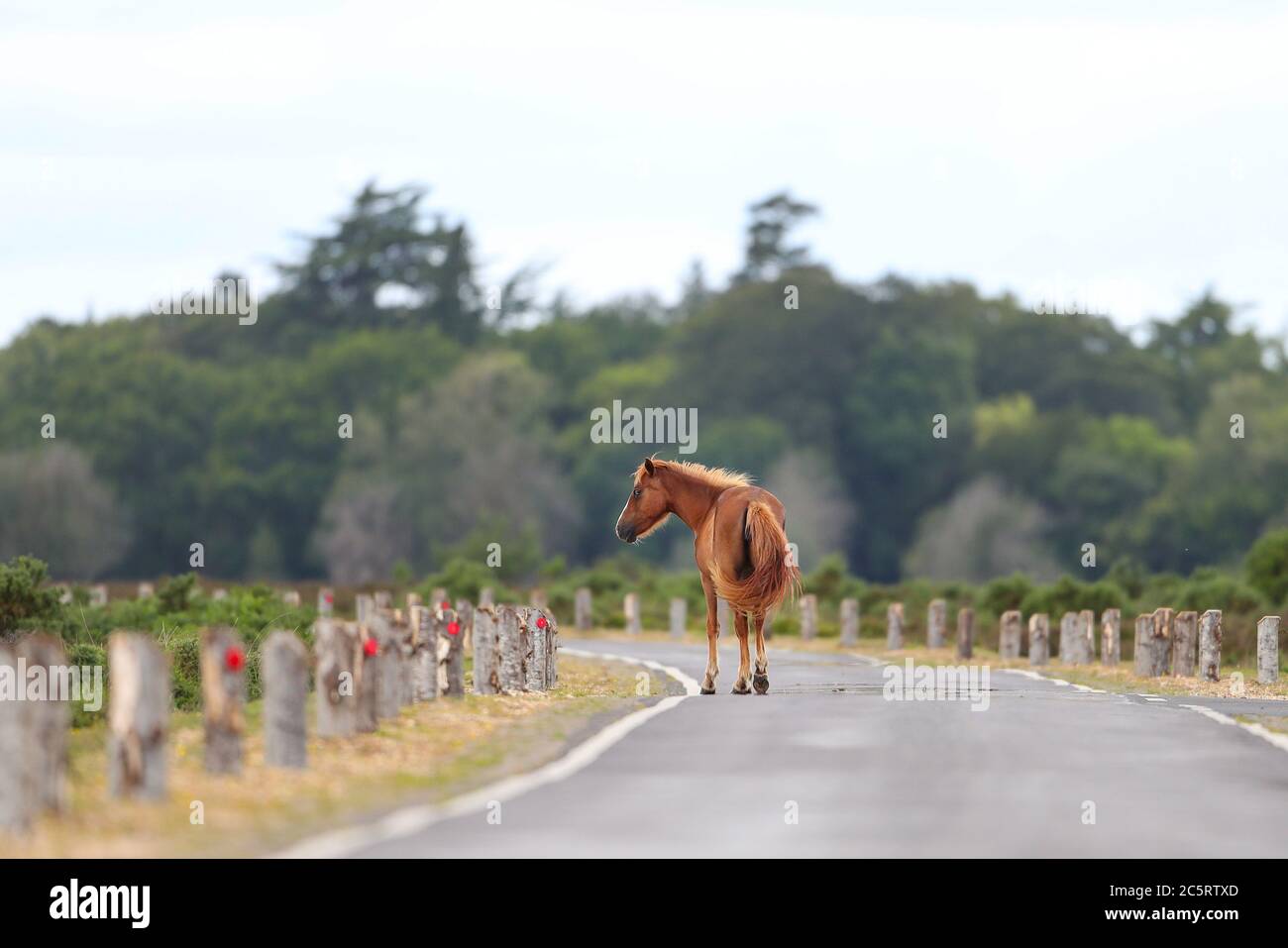 New Forest Pony auf einer leeren Straße im New Forest National Park. Stockfoto