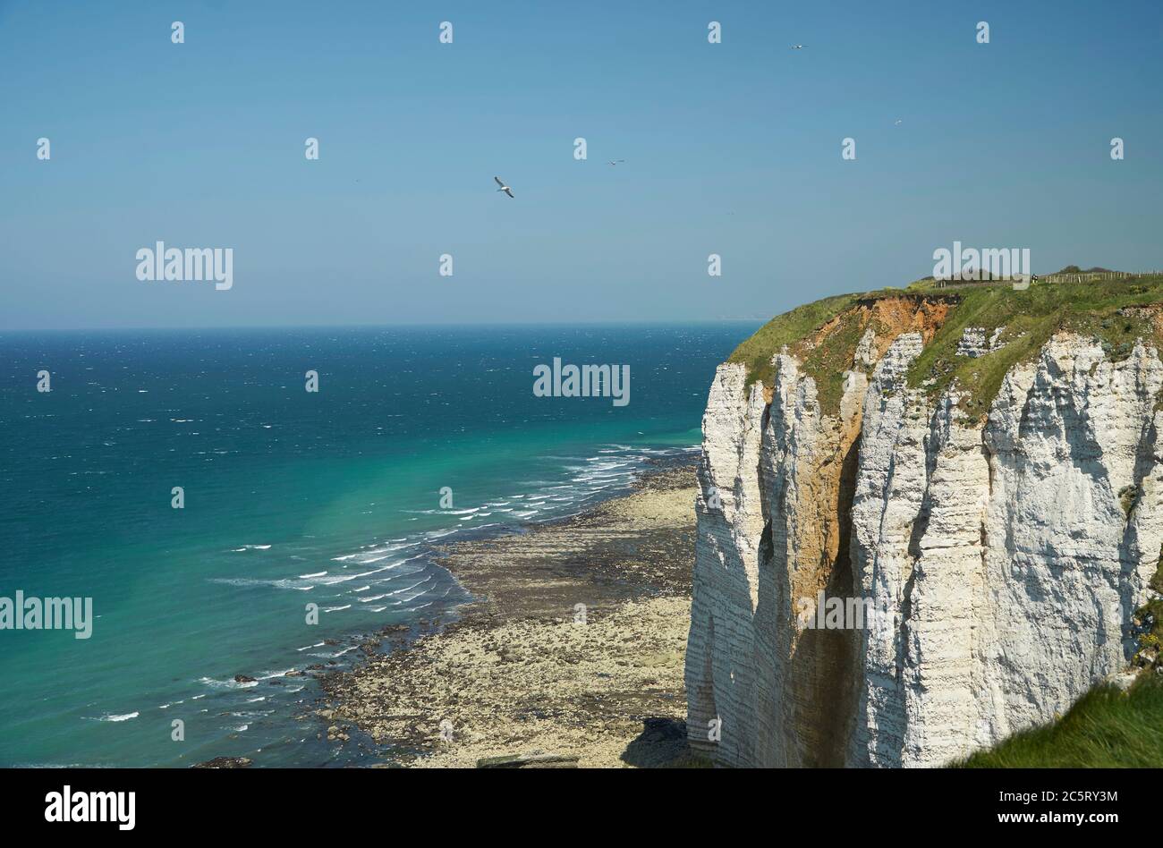 Alabaster Coast Cliffs mit Möwe Stockfoto