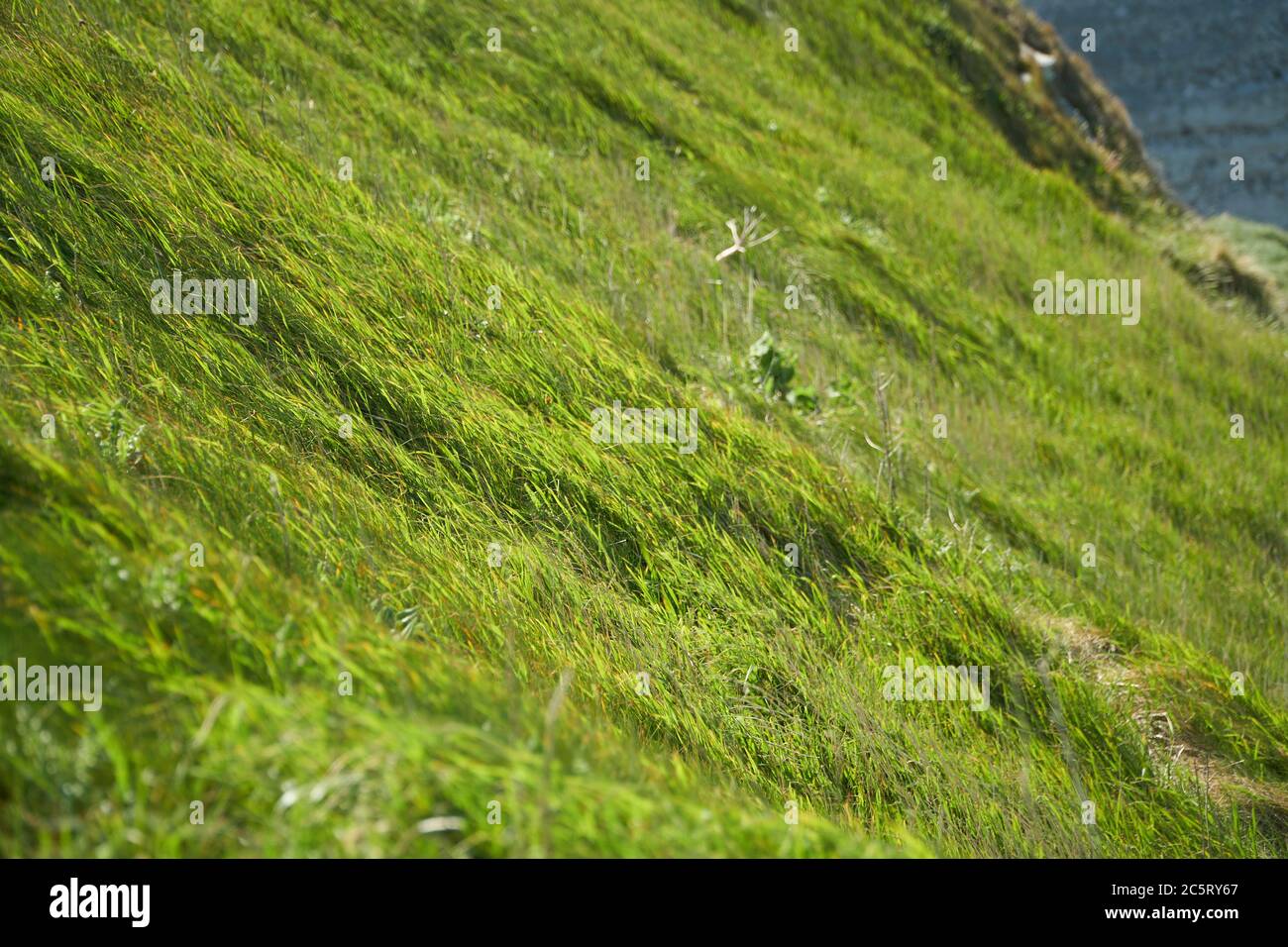 Windgeblasene Grasflächen landen Stockfoto