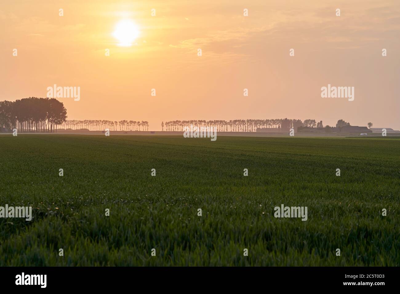Weizenfeld im Sonnenuntergang Stockfoto