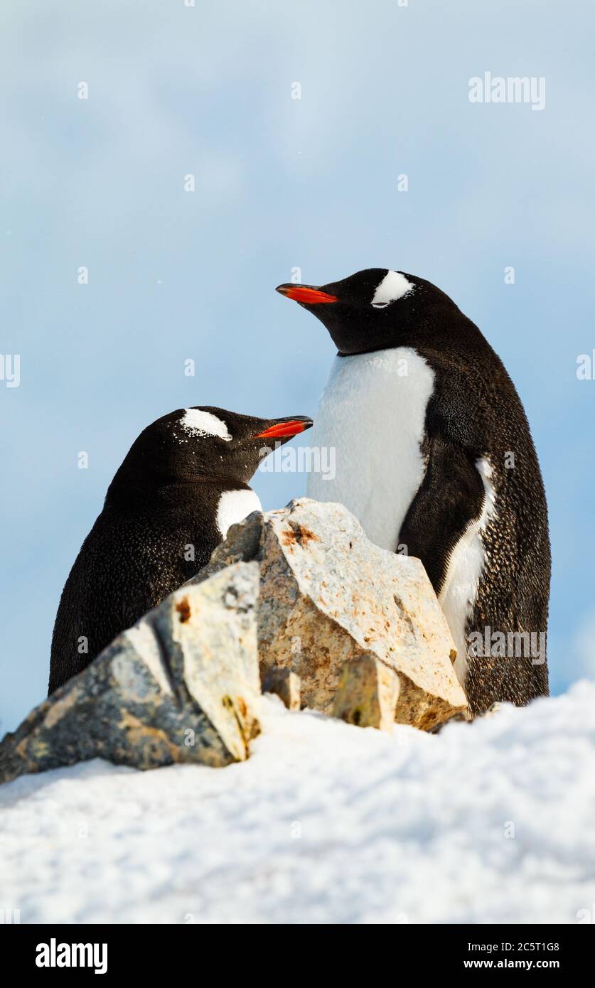 Ein Gentoo Pinguin Paar Sonnenbaden, Antarktis. Stockfoto