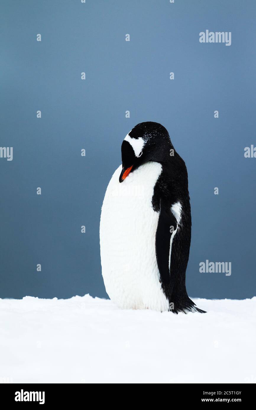 Ein schlafender Gentoo Pinguin, Antarktis. Stockfoto