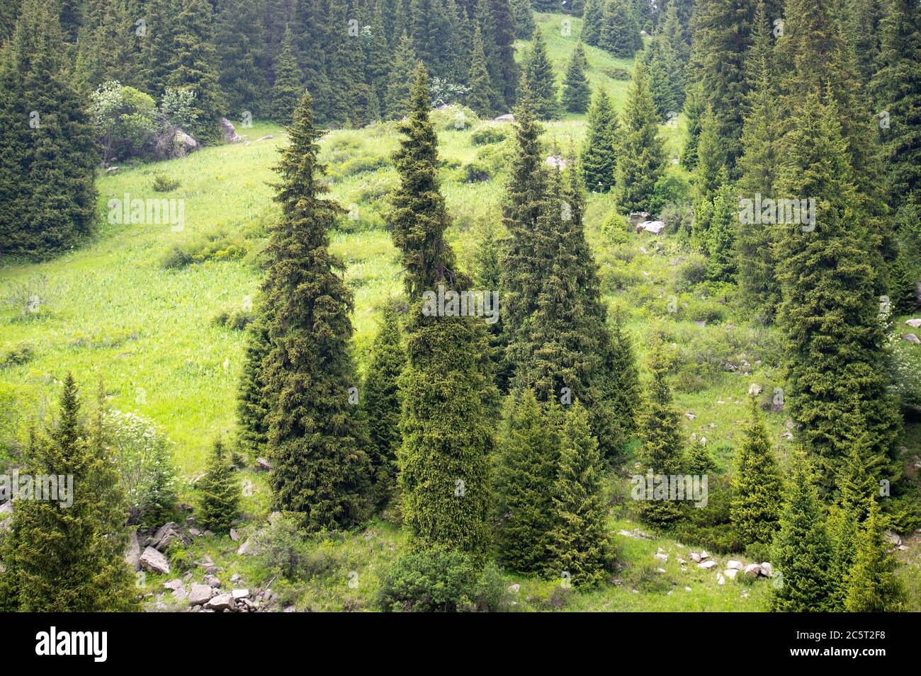 Sommer Alpine Wälder - Tannenwald in den Bergen Stockfoto