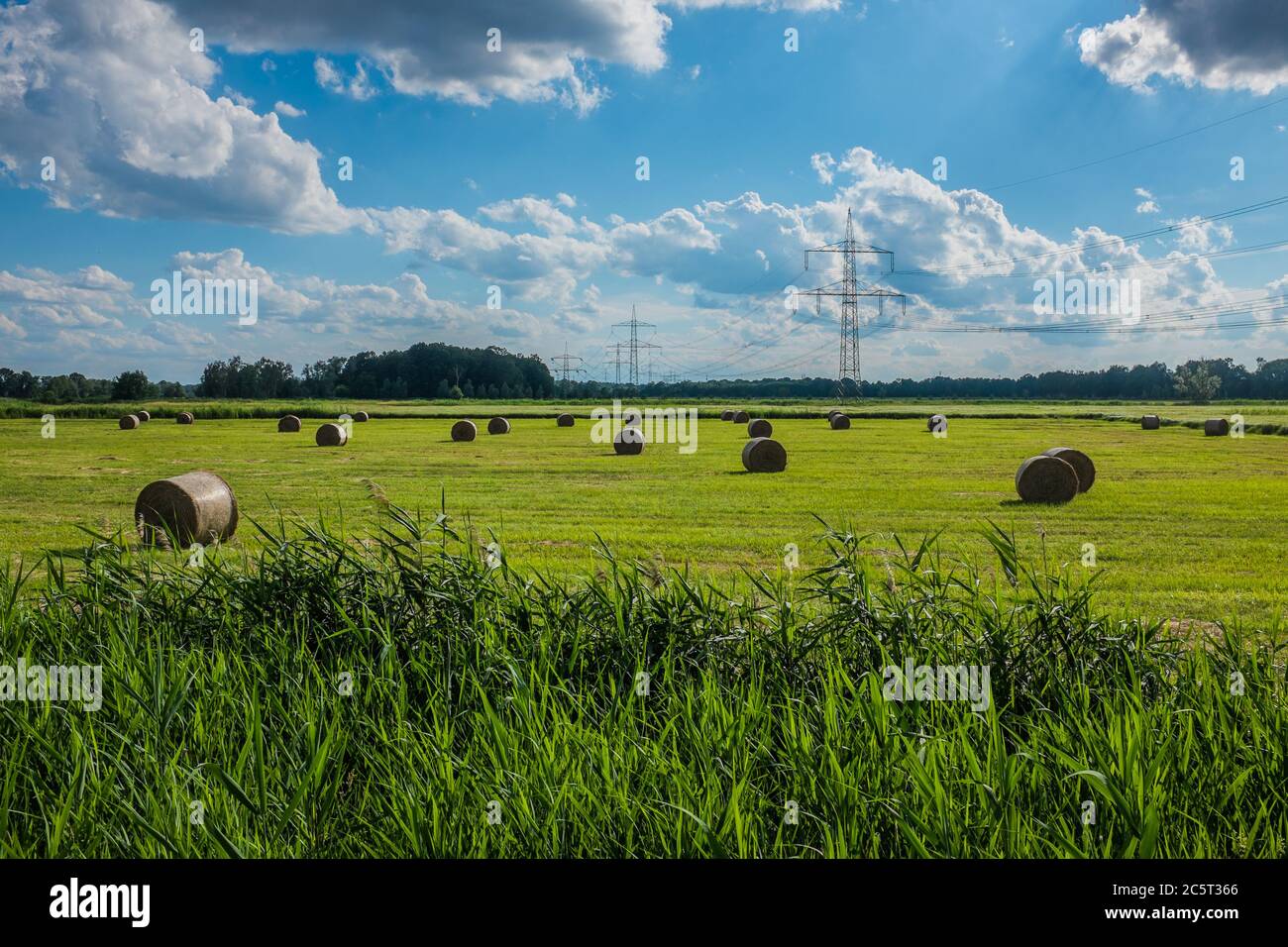 Field with Ernte and Strommasten Stockfoto