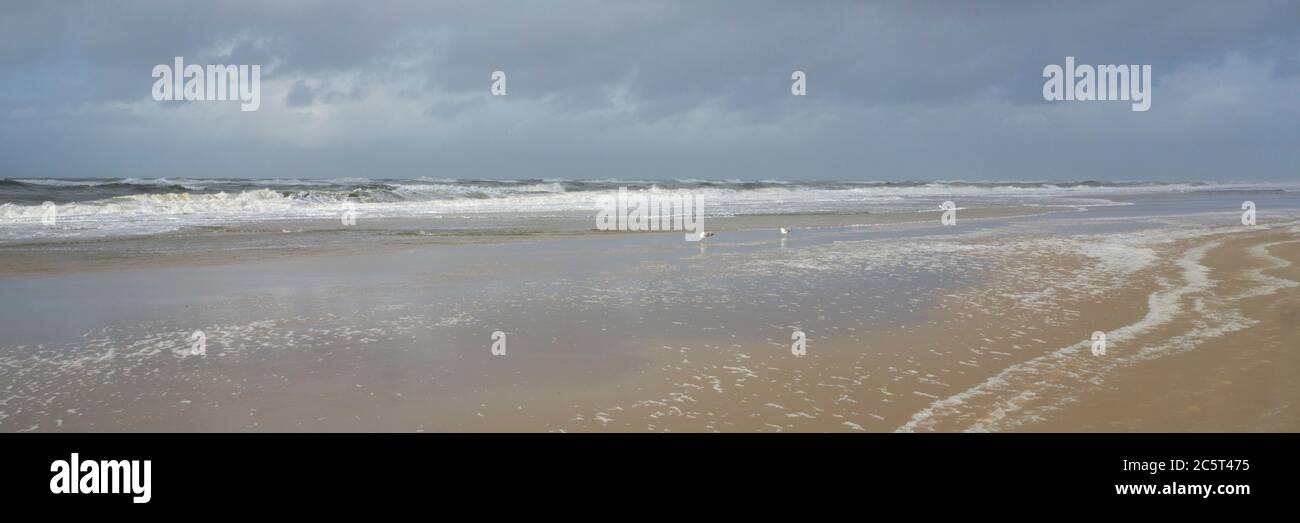 Düne auf Sylt, Nordfriesische Insel, Nordfriesland, Schleswig-Holstein, Deutschland, Europa Stockfoto