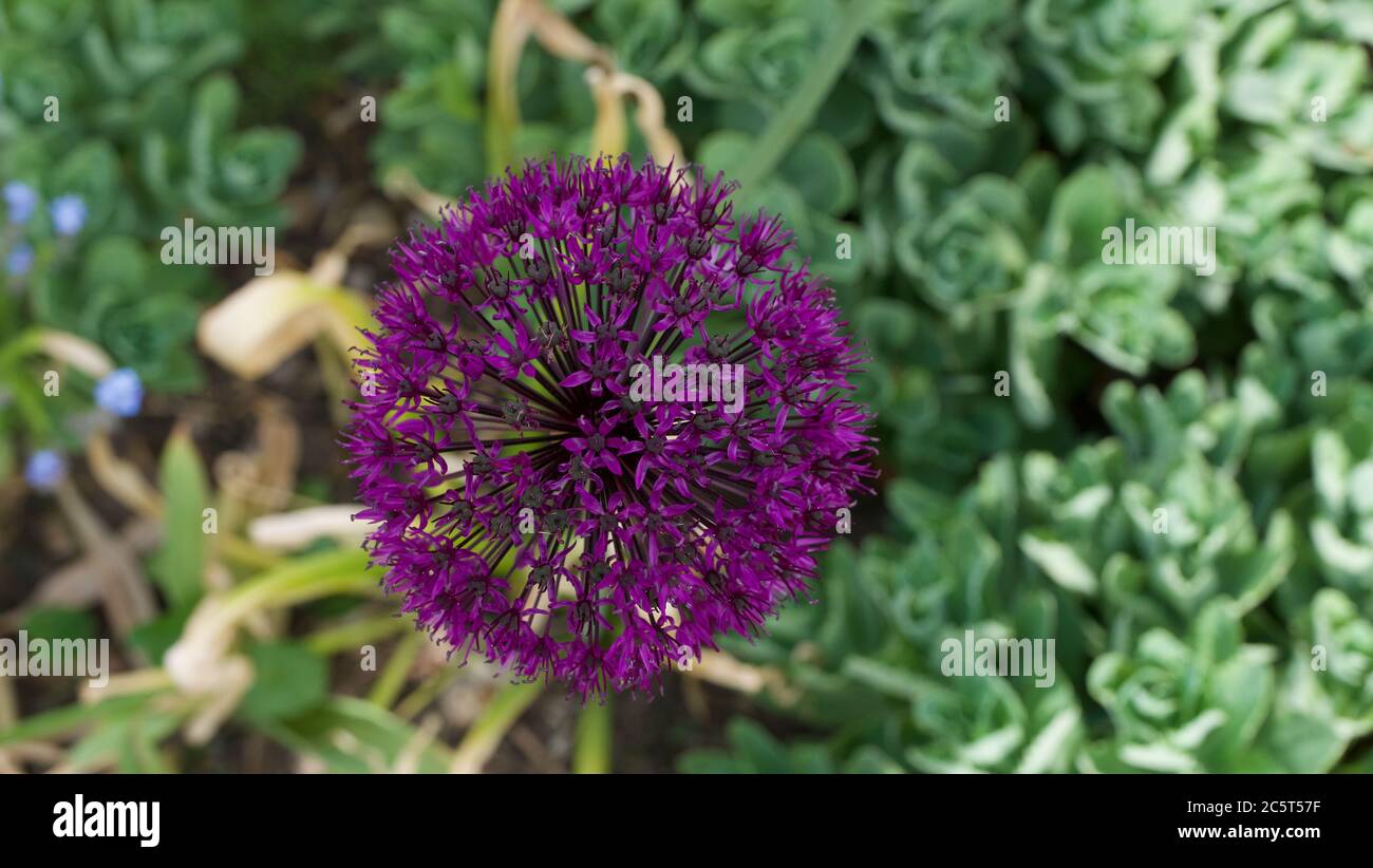 Einfache lila Allium Blume im Garten gegen üppige Blumenbeet Stockfoto