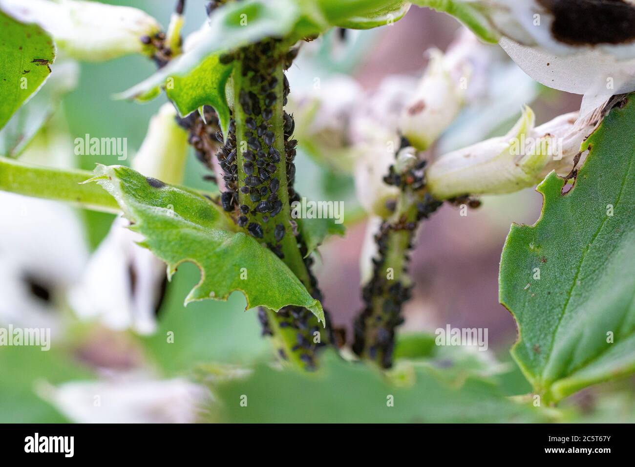 Blattläuse aus schwarzen Bohnen greifen die breite Bohne 'De Monica' an Stockfoto