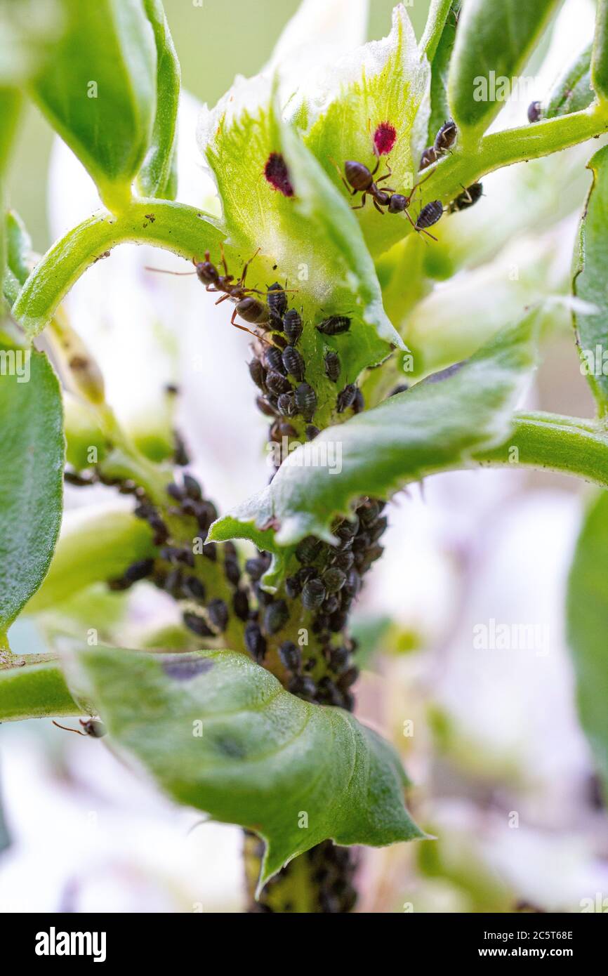 Blattläuse aus schwarzen Bohnen greifen die breite Bohne 'De Monica' an Stockfoto