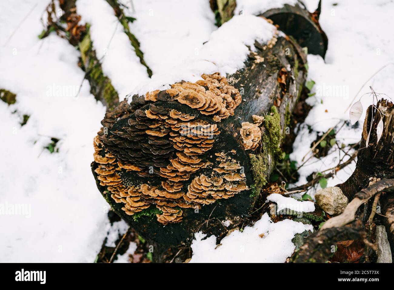 Zunder-Pilze wuchsen auf abgeholzten verfaulten Bäumen, die im Wald auf dem Schnee lagen. Stockfoto