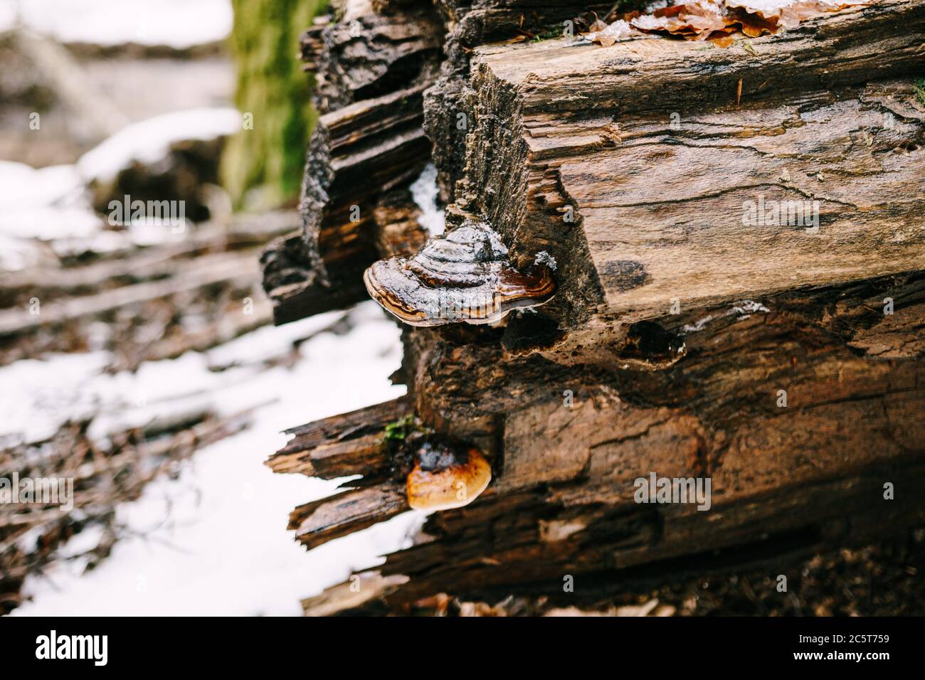 Brillante Pilze auf einem Baum, der in den Wald fiel. Stockfoto