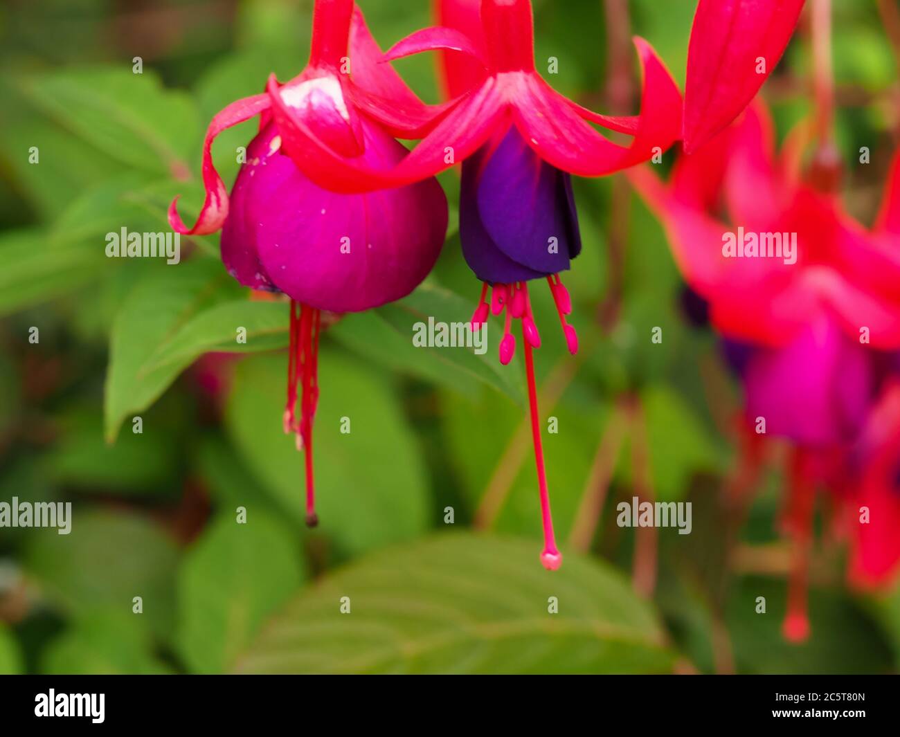 Nahaufnahmevon zwei schönen rosa und lila Fuchsia Blumen in einem Garten Stockfoto