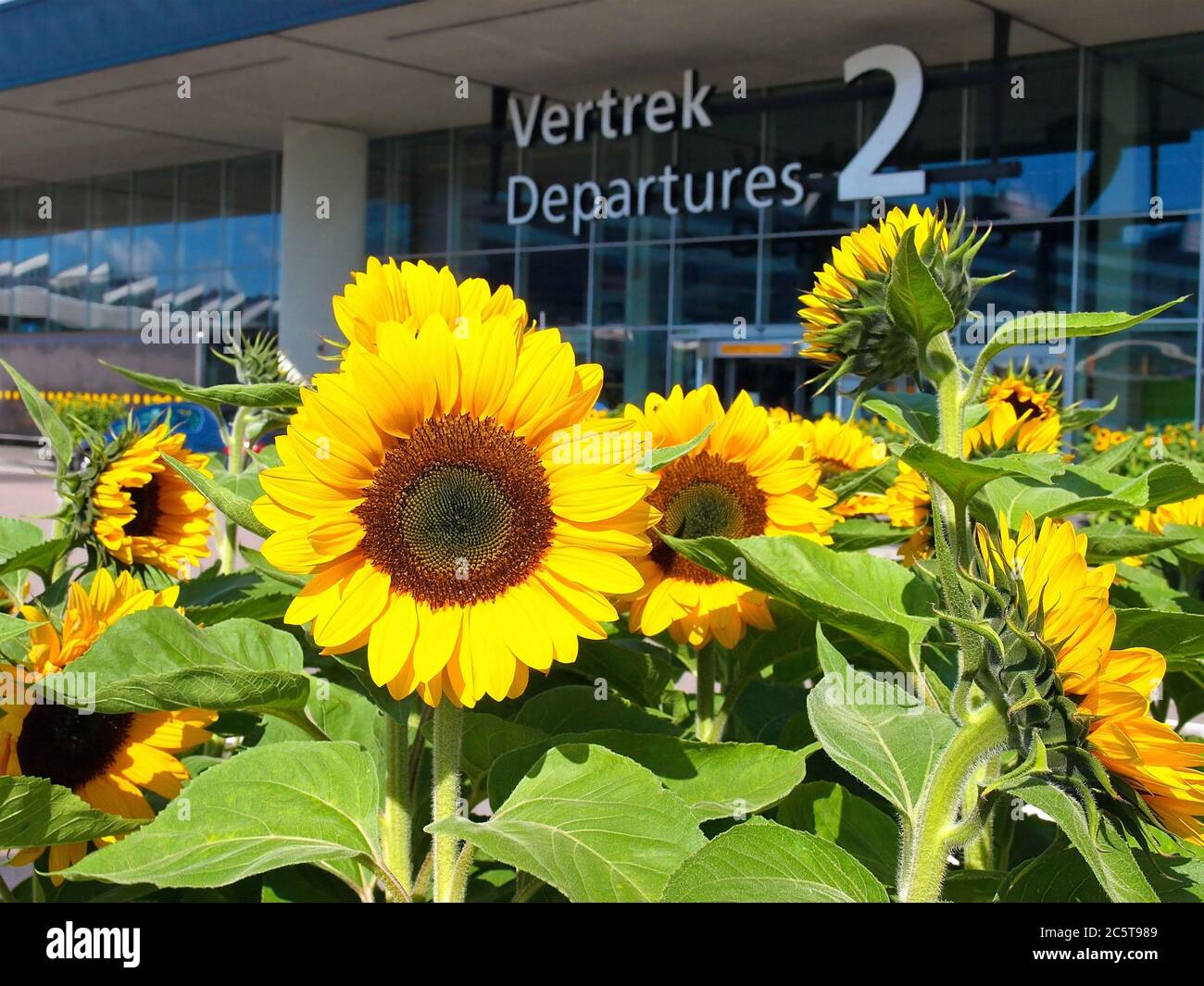Wunderschöne gelbe Sonnenblumen in der Nähe des Haupteingangs des Flughafens Amsterdam Schiphol Stockfoto