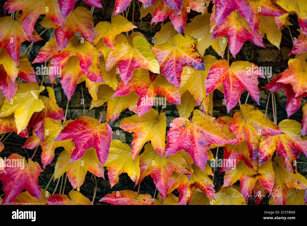 Boston Ivy in leuchtenden Herbstfarben Stockfoto