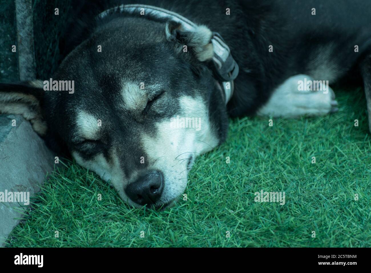 Nahaufnahme eines Hundes, der auf einer Matte schläft Stockfoto