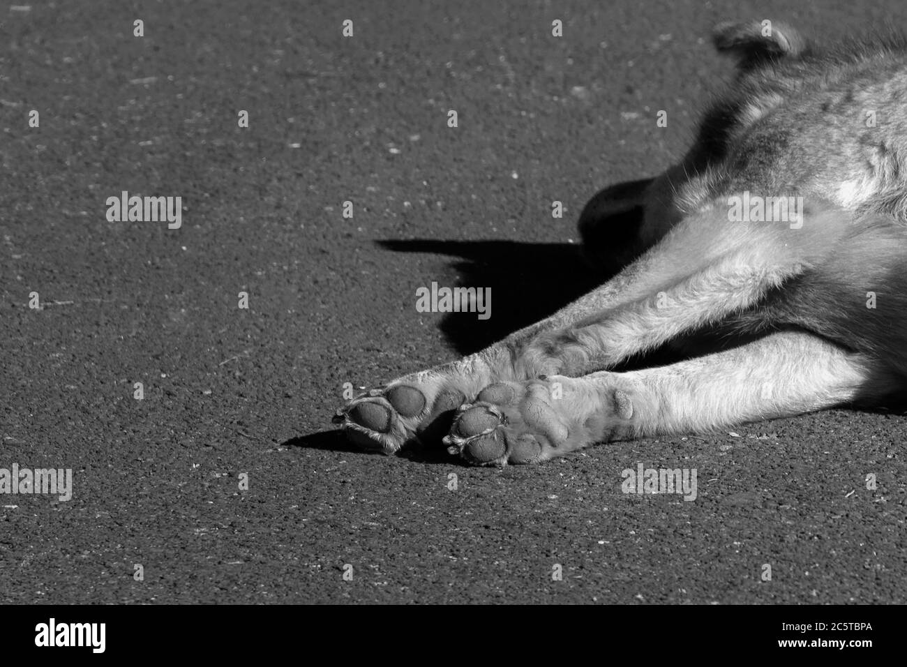 Schwarz-Weiß Straßenbild von Hundepfoten mit verschwommenem Gesicht Stockfoto
