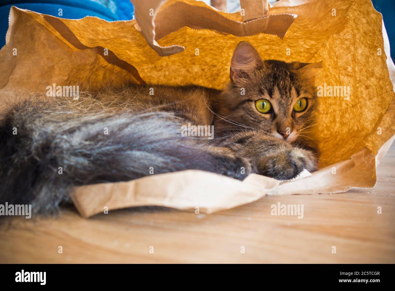 Hauskatze bequem in einer Papiertasche Stockfoto