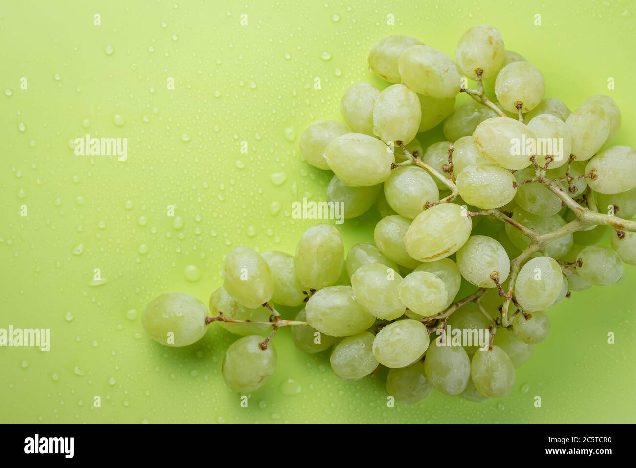 Ein Bündel von reifen Trauben mit Tropfen Wasser, Beeren aus weißen Trauben auf einem Hintergrund von hellgrüner Farbe Stockfoto