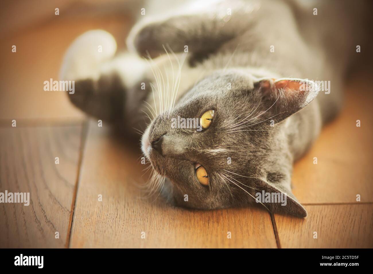 Eine niedliche graue Hauspelz Katze mit gelben Augen liegt auf dem Holzboden des Hauses, beleuchtet von Sonnenlicht. Stockfoto