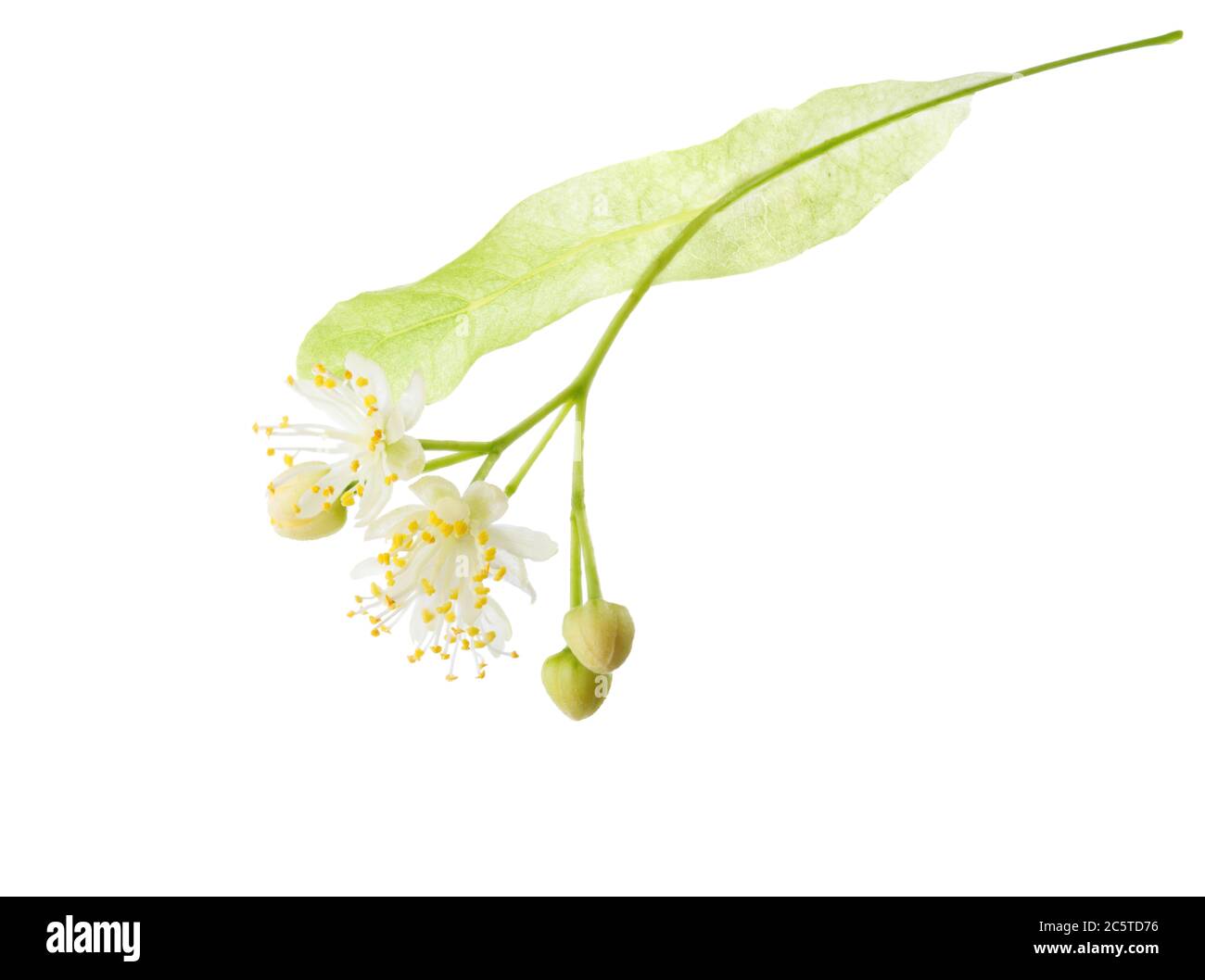 Linden (Tilia) Blumen auf weißem Hintergrund. Stockfoto