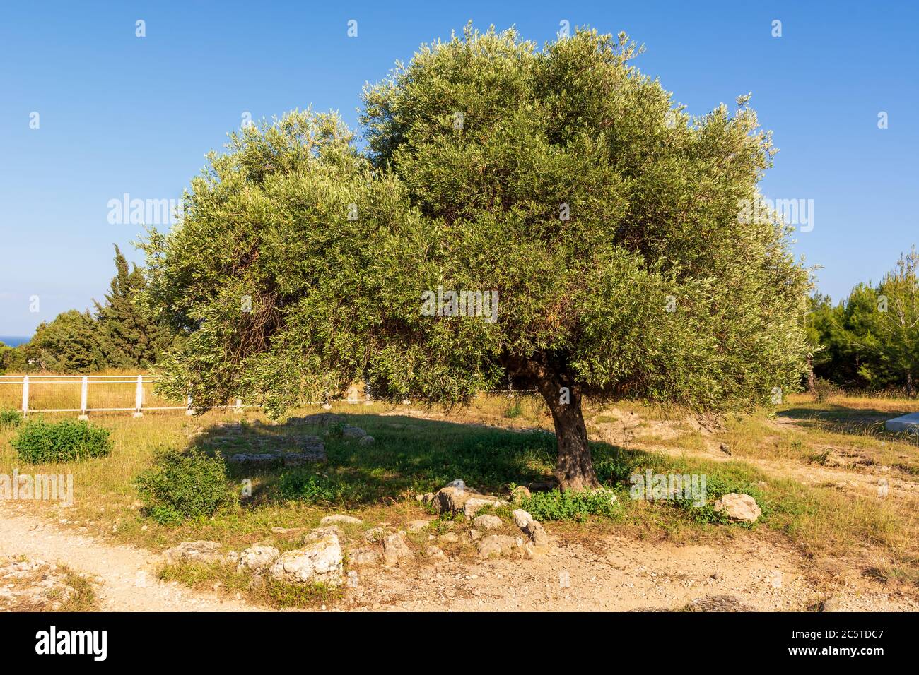 Olivenbaum wächst auf der griechischen Insel. Rhodos, Griechenland Stockfoto