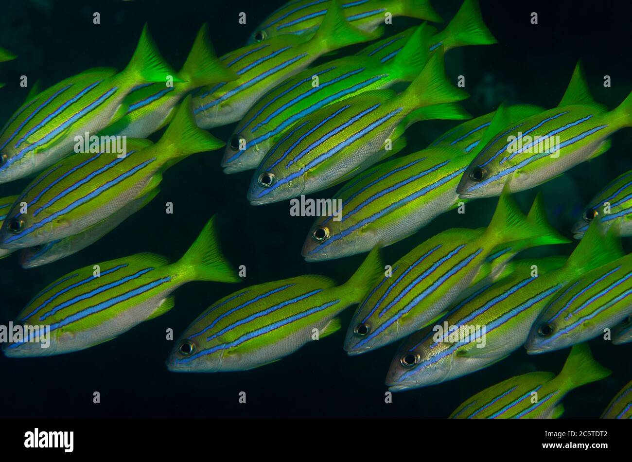 Schule von Bluestripe Snapper, Lutjanus kasmira, Demak Tauchplatz, Bangka Island, Nord Sulawesi, Indonesien, Pazifischer Ozean Stockfoto